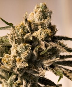 Cherry Pie Fast High Speed Buds