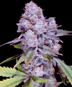 Chimera #3  –  2 u. fem Sacred Terps