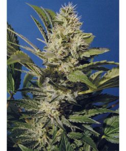 Chocolate Chunk 10 u. reg. T.H. Seeds
