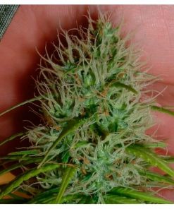 Chrystal 10 u. reg. Nirvana