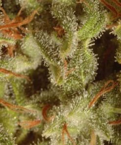 Coleccion Sativa Pack  6 u. Paradise Seeds