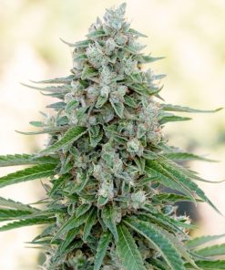 Critical Mango fem. Silent Seeds