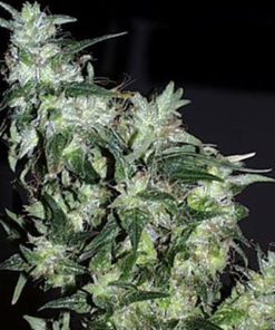 Cyber Cristal 5 u. fem. KC Brains