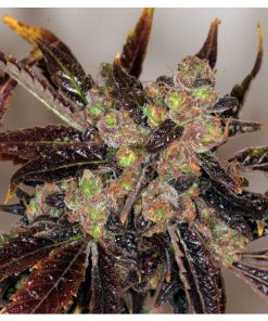 Da Purps  5 u. reg. T.H. Seeds