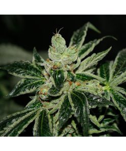 Darkstar  5 u. reg. T.H. Seeds