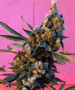 Deedee  6 u. REG French Touch Seeds