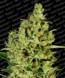 Delahaze fem. Paradise Seeds