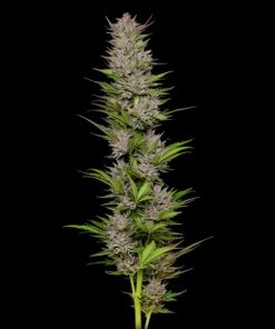 Don Carlos 3 u. fem Humbold Seeds Company