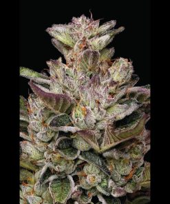 Donutz 5 u. fem Humbold Seeds Company