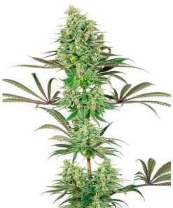 Double Banana Kush fem. White Label