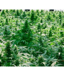 Dreamtime 15 u. reg. Mr. Nice