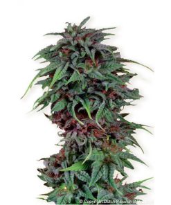 Durban Poison 10 u. reg. Dutch Passion