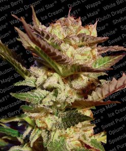 Durga Mata fem. Paradise Seeds