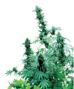 Early Skunk fem. Sensi Seeds