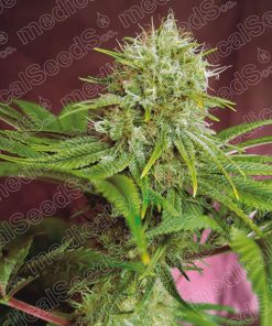 Elixir Vitae CBD fem. Medical seeds