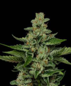 Fortune Cookie 5 u. fem Humbold Seeds Company