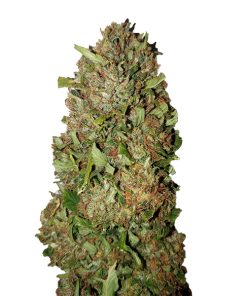 Fruit Cake CBD+ CBD Buds