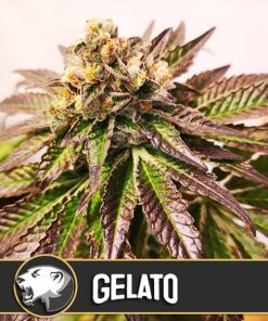 Gelato 3 u. fem. Blimburn Seeds
