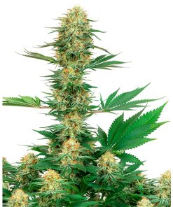 Gelato #420 fem. White Label