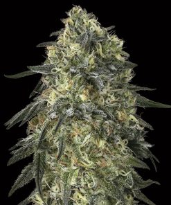 Gorilla fem. 00 Seeds