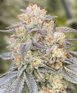 Gorilla Zkittlez Fast High Speed Buds