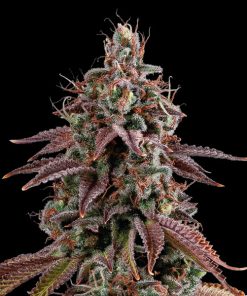 Granny´s Home fem. Seedstockers Superior