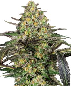 Grapevine Candy fem. Sensi Seeds