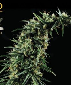 Hawaiian Snow fem. Green House