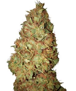 Honey Cookies CBD+ CBD Buds