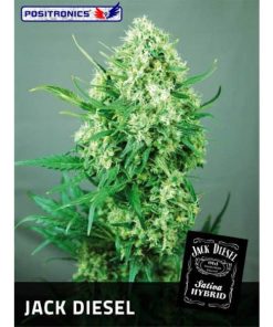 Jack Diesel fem. Positronics Seeds