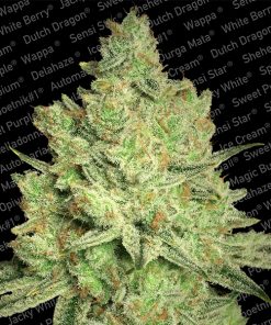 Jacky White fem. Paradise Seeds