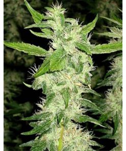 Jock Horror 10 u. reg.  The Sativa SeedBank