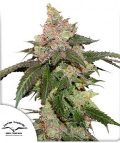 Kerosene Krash fem. Dutch Passion