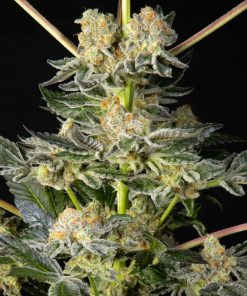 Key Kime Pie x Do-Si-Dos fem. Philosopher