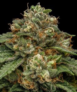 Kroma fem. Ripper Seeds