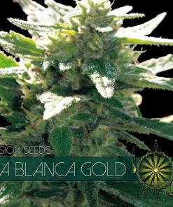 La Blanca Gold 3+1 u. fem. Vision Seeds