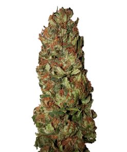 Lemon Pie CBD+ CBD Buds