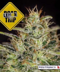 Lemon Trip fem. Positronics Seeds