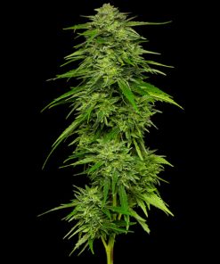 Mango Sherbert 3 u. fem Humbold Seeds Company