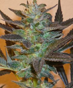 Mind Bender 5 u. fem. KC Brains