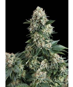 New York City fem. Pyramid Seeds