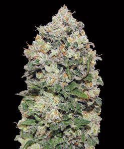 Northern Lights fem. 00 Seeds