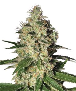 Northern Lights fem. Nirvana