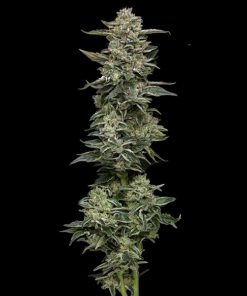 Nutter Budder 3 u. fem Humbold Seeds Company