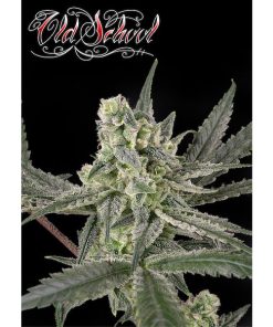 Old School fem. Ripper Seeds