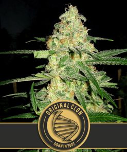 Original Clon 3 u. fem. Blimburn Seeds