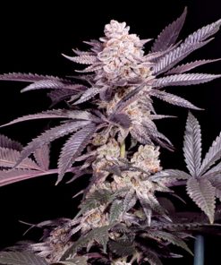 Papaya  10 u. fem Sacred Terps