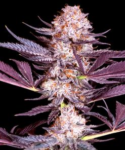 Pluto  4 u. fem Sacred Terps