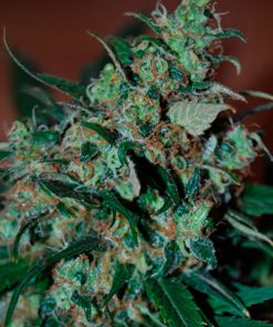Power Bud fem. Black Skull Seeds
