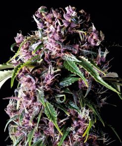 Purple fem. Pyramid Seeds